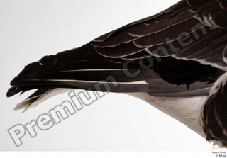 Greater white-fronted goose Anser albifrons tail 0001.jpg